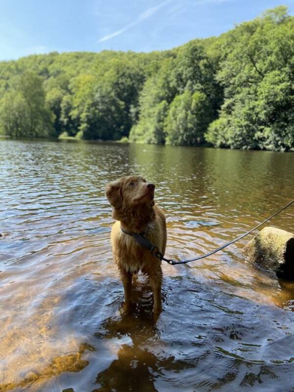 Hund - Tollaren Milo