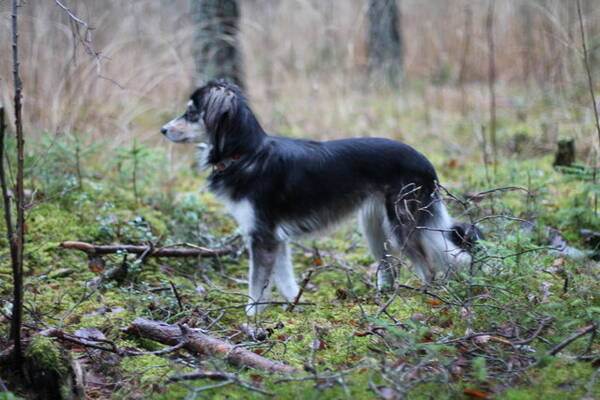 Hund - Greken April