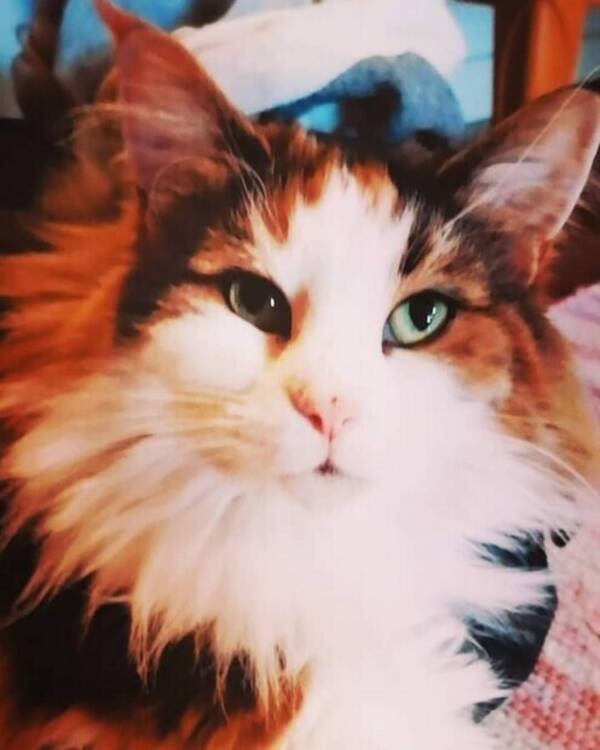 Katt - Camilla,  norsk skogkatt 