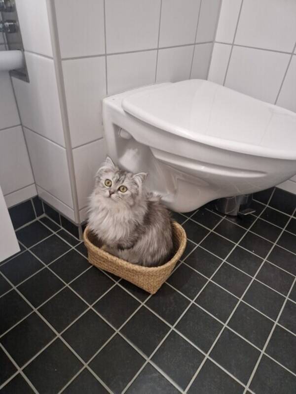 Katt - Ragdoll/Serbisk honkatt Nala