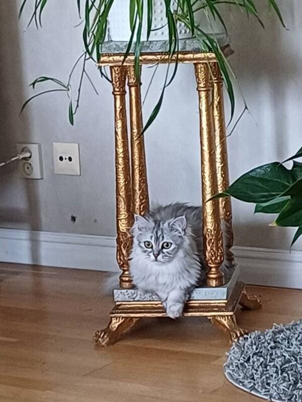 Katt - Ragdoll/Serbisk honkatt Nala