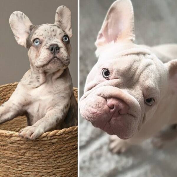 Hund - Frank bulldog Juni och Frankie