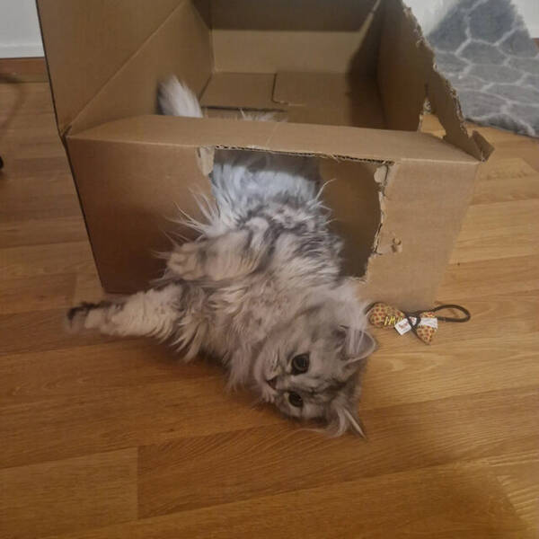 Katt - Ragdoll/Serbisk honkatt Nala