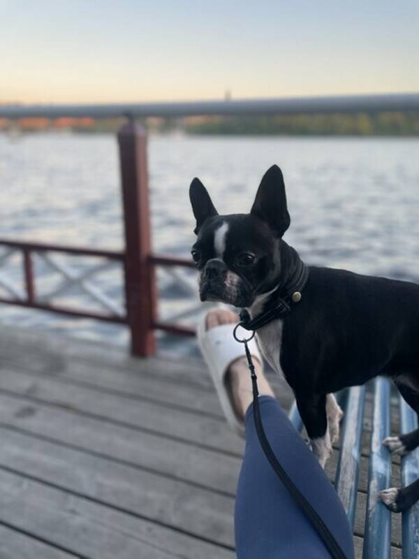 Hund - Boston Terrier - Sindy