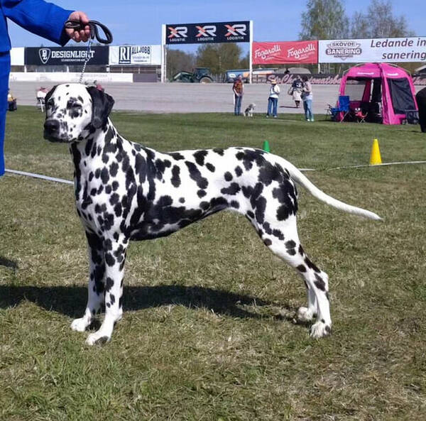 Hund - Dalmatiner Hund - Dalmatiner