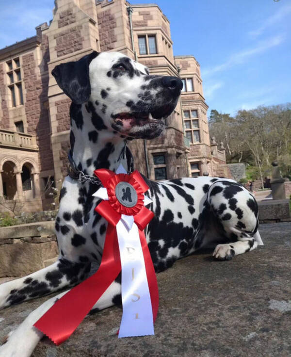 Hund - Dalmatiner Hund - Dalmatiner