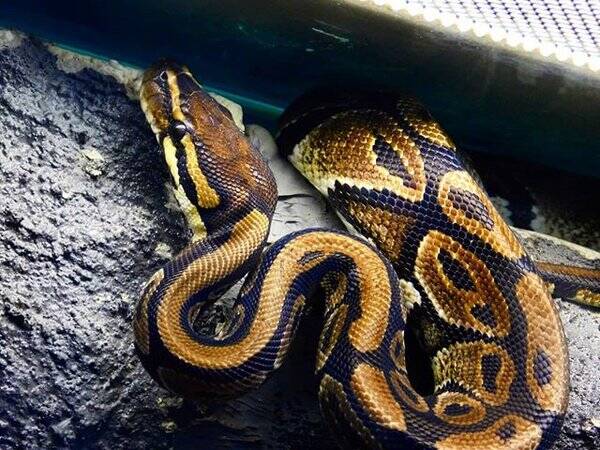 vrigt - Kungspython Muesli