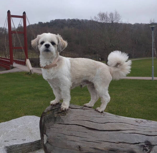 Hund - Lhasa apso renrasig 