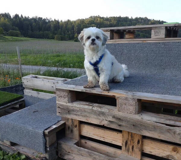 Hund - Lhasa apso renrasig 