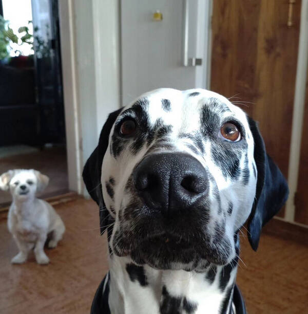 Hund - Dalmatiner Hund - Dalmatiner