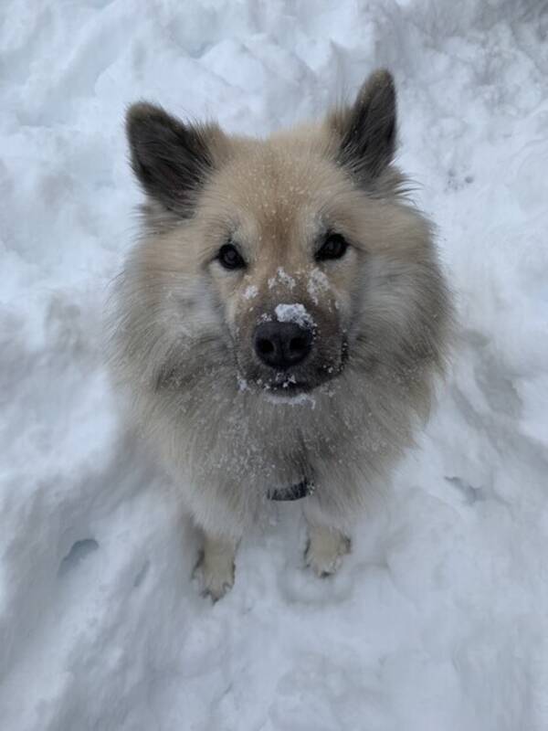 Hund - Ona - Eurasier