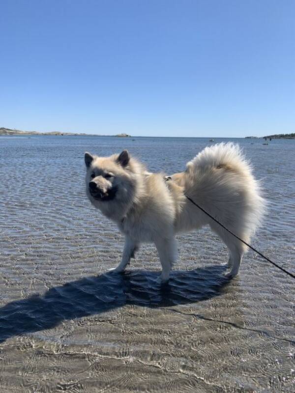 Hund - Ona - Eurasier