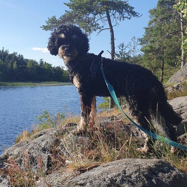 Hund - Koko, cockerpoo