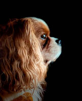 Cavalier Rocky Cavalier Rocky