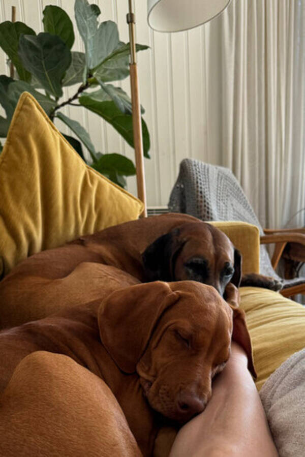 Hund - Rhodesias Ridgebacks