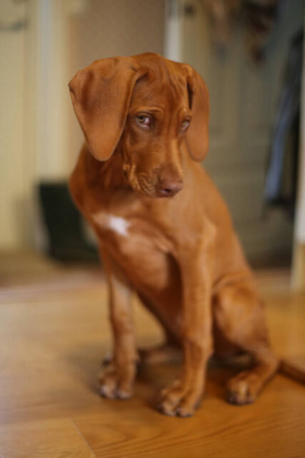 Hund - Rhodesias Ridgebacks