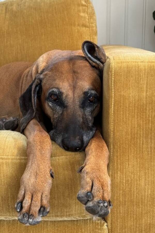 Hund - Rhodesias Ridgebacks