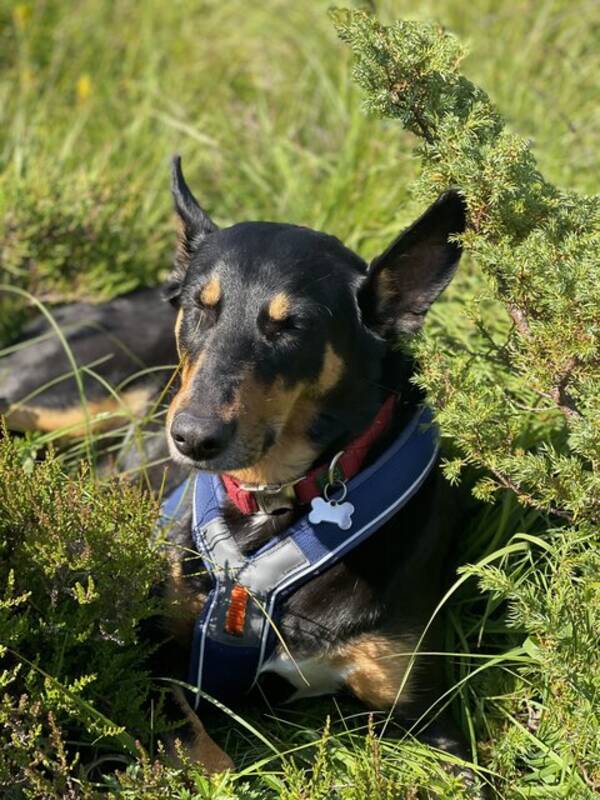 Hund - Voksen spansk podenco. Sia