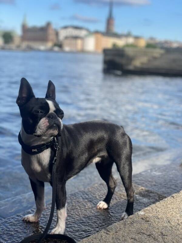 Hund - Boston Terrier - Sindy