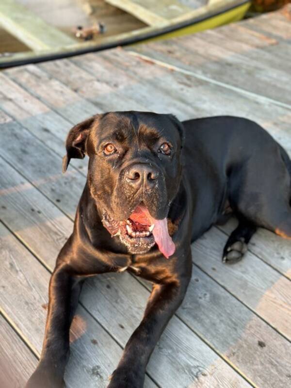 Hund - Cane corso 68 kilo vakthund