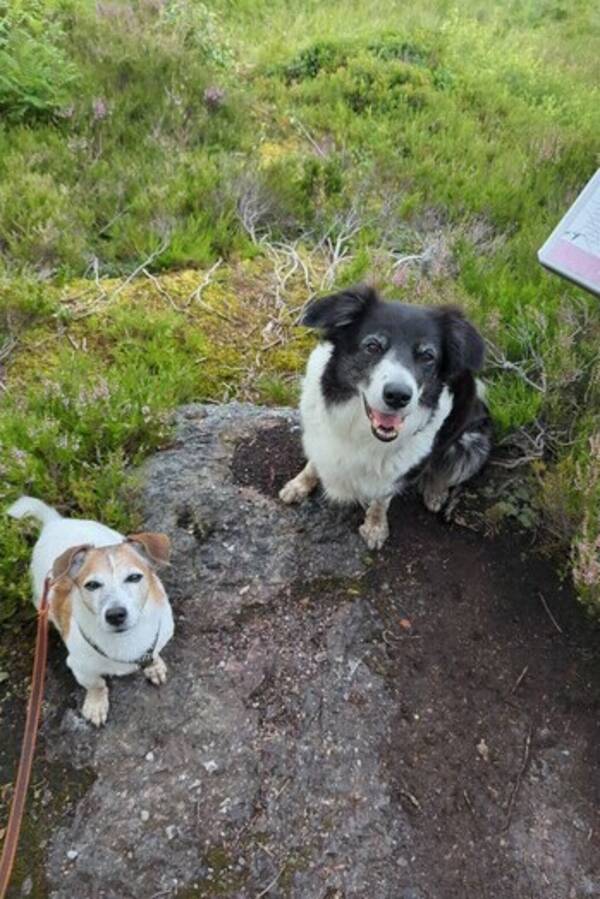 Hund - Border Collie