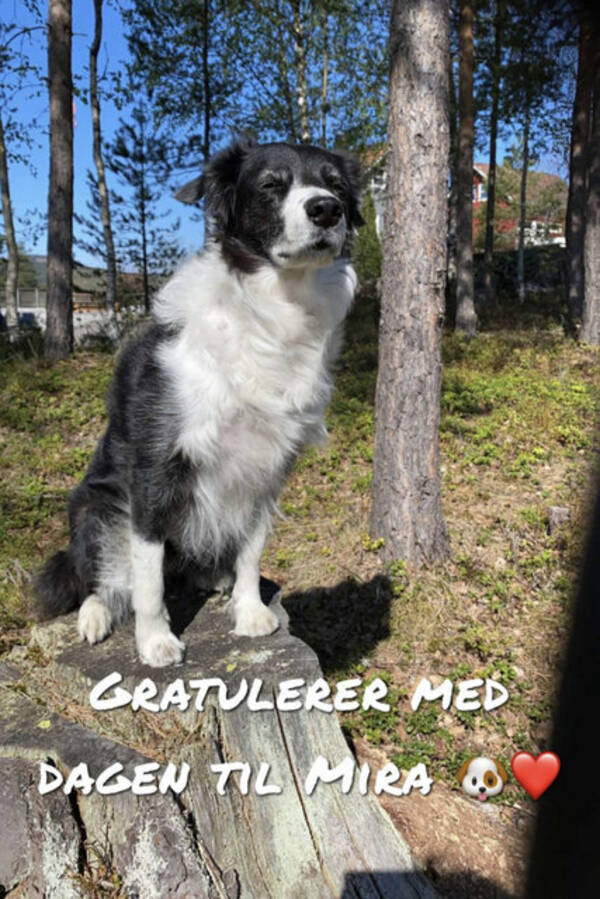 Hund - Border Collie