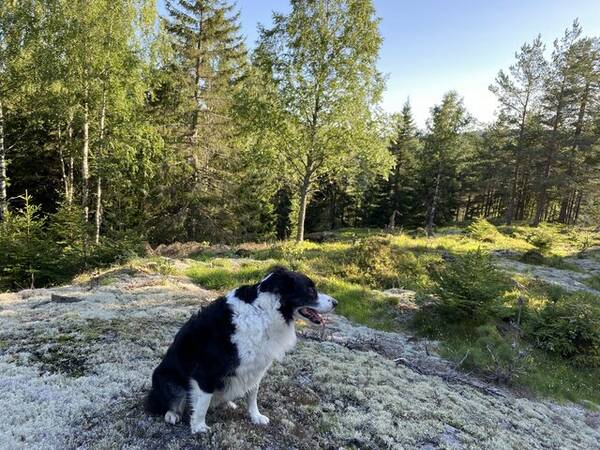 Hund - Border Collie