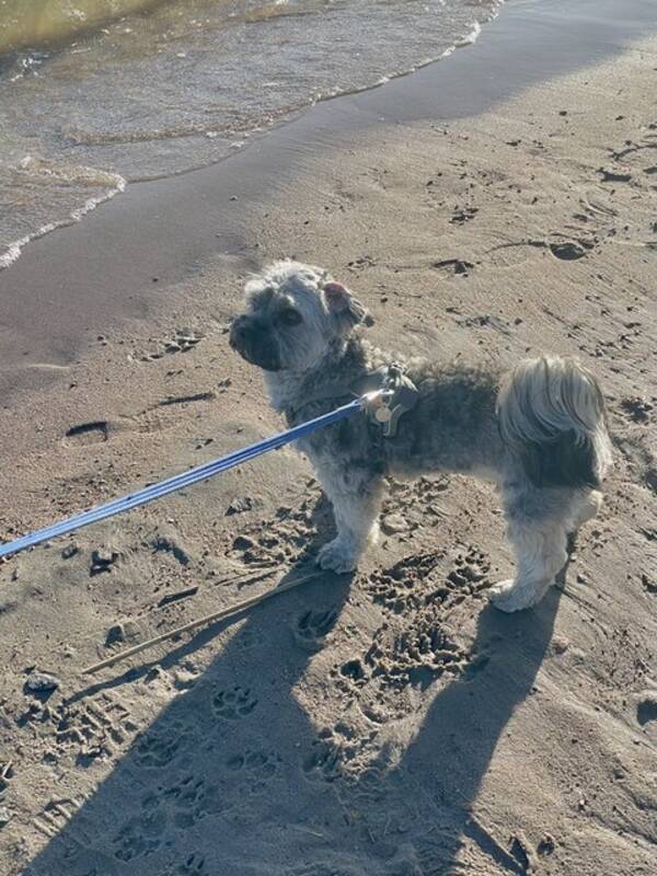 Hund - Bichon havanais/Marley 