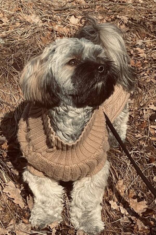 Hund - Bichon havanais/Marley 