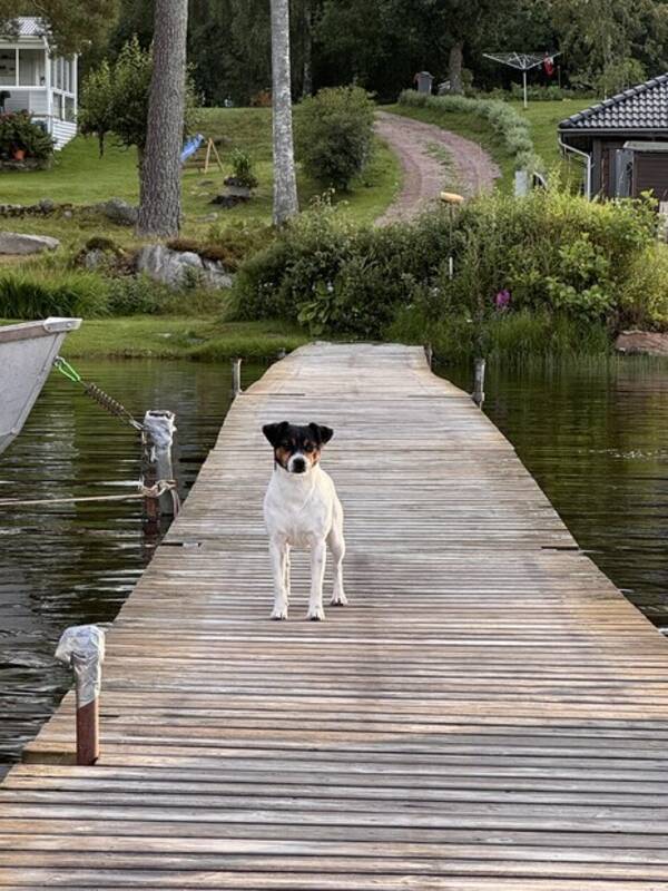 Hund - Dansk Svensk Grdshund