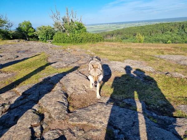 Hund - Zeus