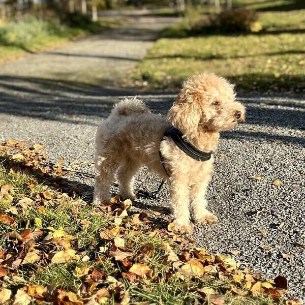 Hund - Underbar Maltipoo Coco (f.  2021)  