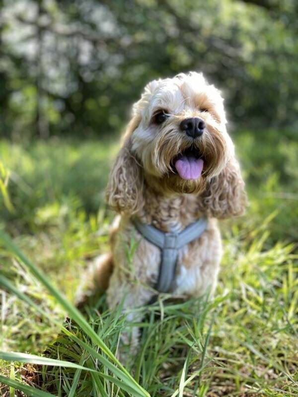 Hund - Cookerpoo