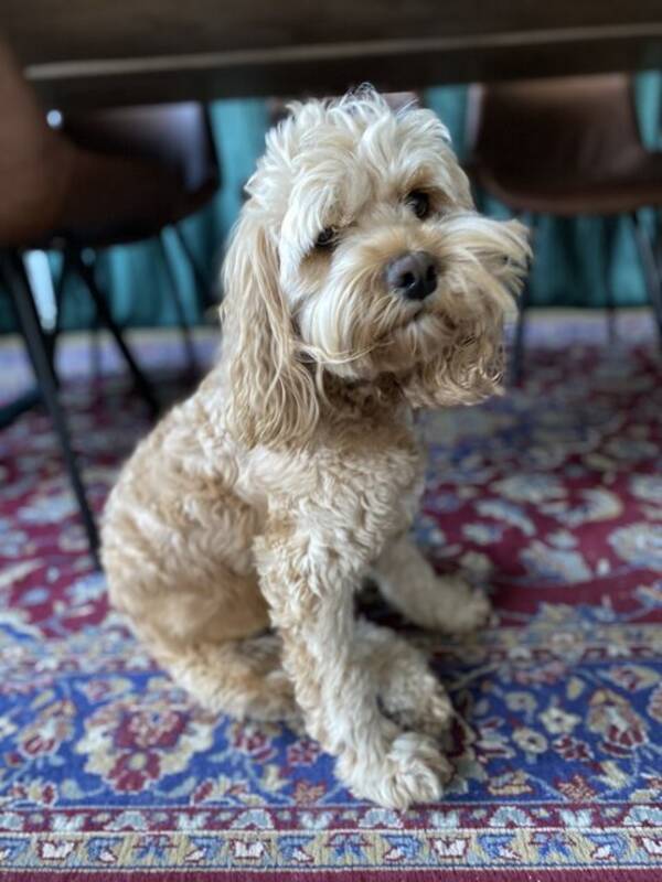 Hund - Cookerpoo