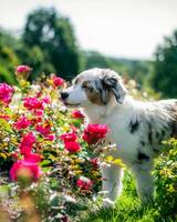 Aussie Dazzle Aussie Dazzle