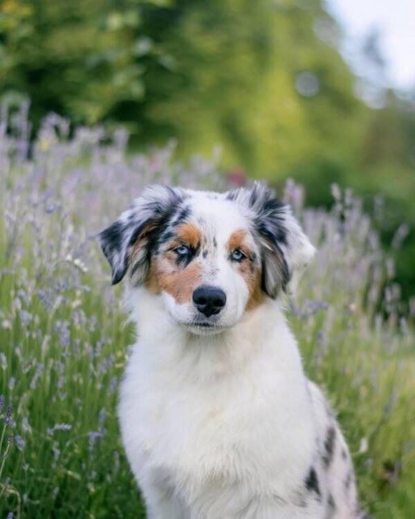 Hund - Aussie Dazzle