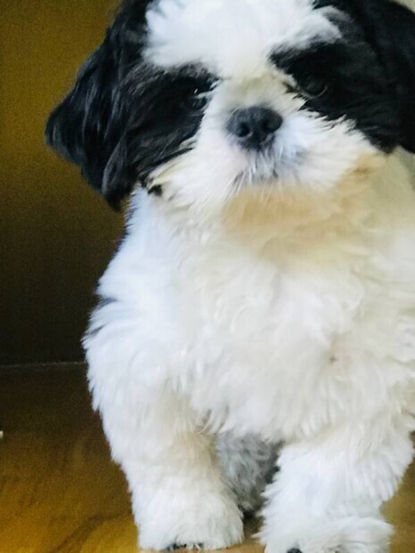 Hund - Mochi Mochi