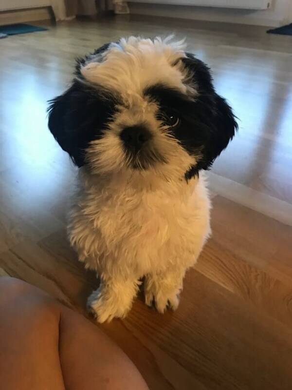 Hund - Mochi Mochi
