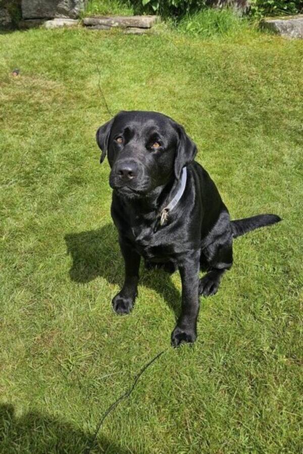 Hund - Kaizer - 2.5 r