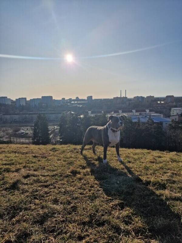 Hund - Americansk Pitt Bull Terrier