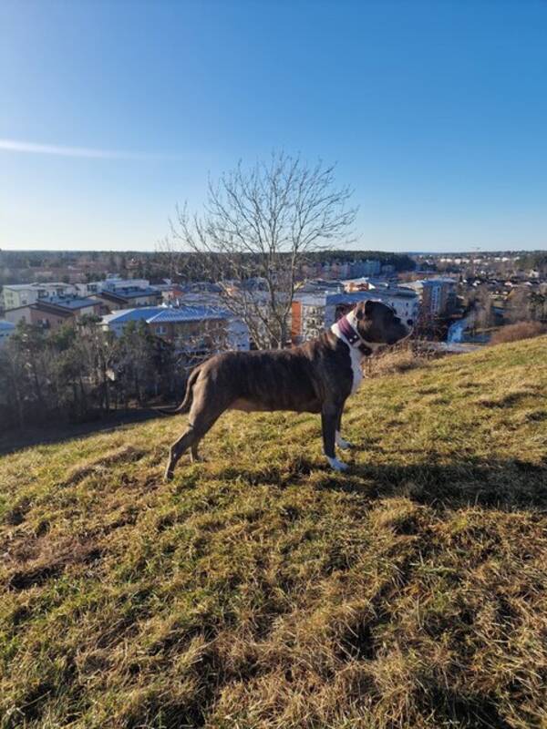 Hund - Americansk Pitt Bull Terrier