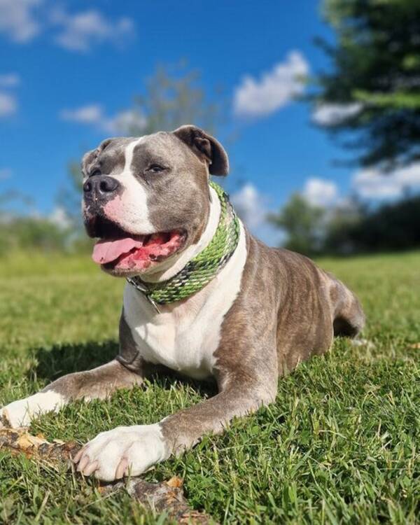 Hund - Americansk Pitt Bull Terrier