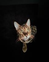 Bengalkatten Beza Bengalkatten Beza