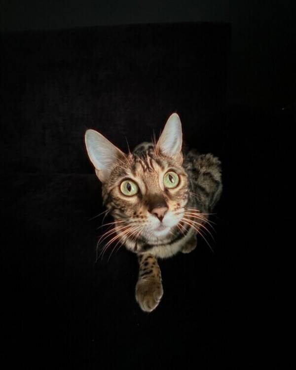 Katt - Bengalkatten Beza