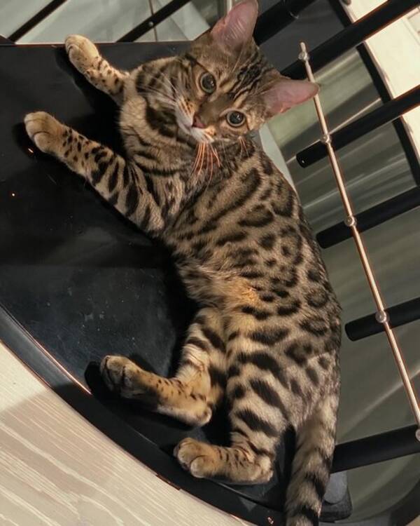 Katt - Bengalkatten Beza Katt - Bengalkatten Beza