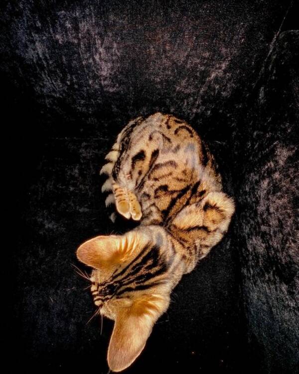 Katt - Bengalkatten Beza