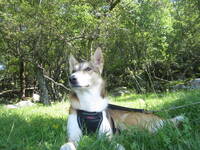 Alaska Huskey Imala Alaska Huskey Imala