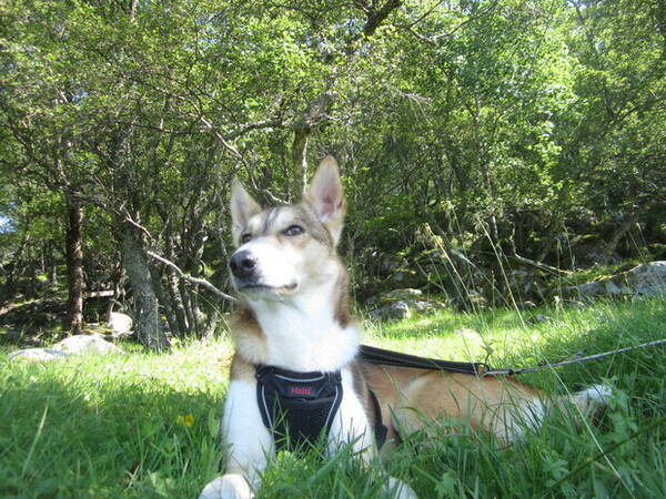 Hund - Alaska Huskey Imala Hund - Alaska Huskey Imala