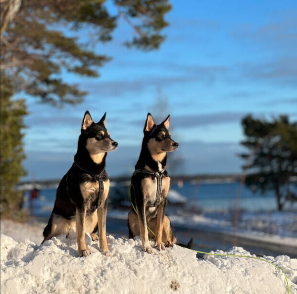 Hund - Vallhundar(i par)