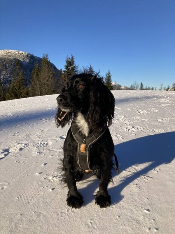 Hund - Jakt cockeren Tilly